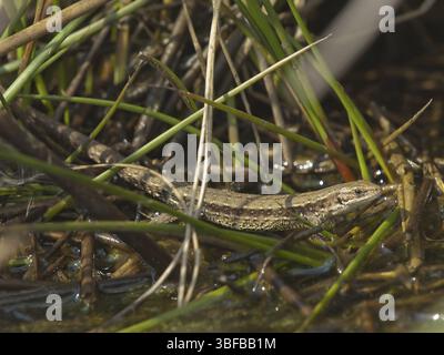 Lézard de lagune, de montagne ou de forêt (Zootoca vivipara) Banque D'Images