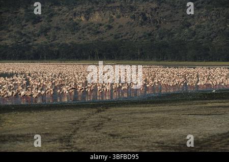 Colonie de flamants roses (Phoenicopterus ruber roseus) Banque D'Images