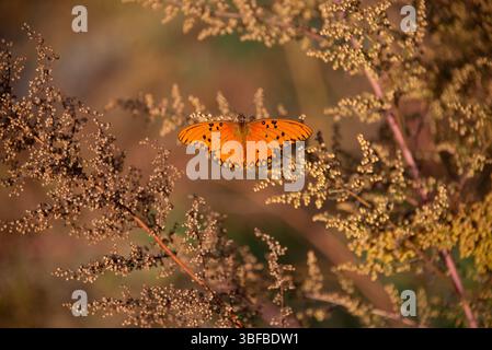 Fritillaire du Golfe ou papillon passion (dione vanillae) sur une plante Artemisia annua en automne, vu à Buenos Aires, Argentine Banque D'Images