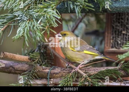 Greenfinch - au niveau du chargeur (Carduelis chloris) Banque D'Images
