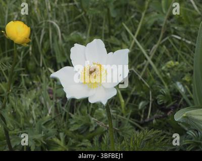 Anémone pulsatille des Alpes (Pulsatilla alpina) Banque D'Images