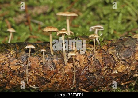 Carpe queue de souris (Baeospora myosura) Banque D'Images