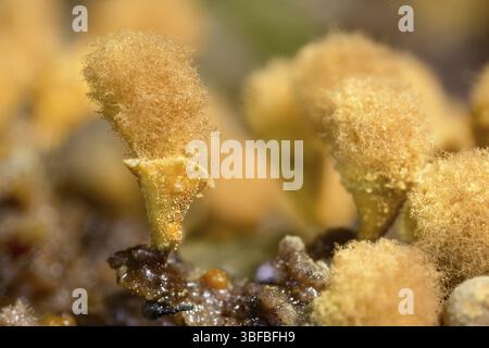 Plumeau jaune pseudo-capillaire (Hemitrichia clavata) Banque D'Images