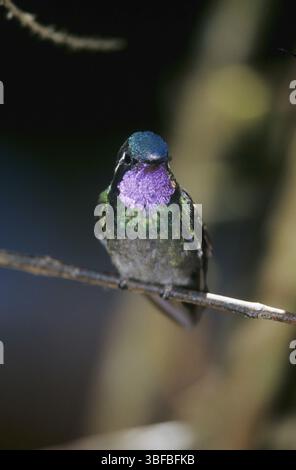 Nymphe mâle à gorge violette (Lampornis calolaema) Banque D'Images