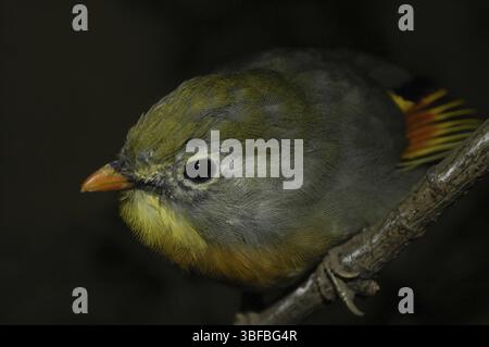 Sunbird, Nightingale chinois (Leiothrix lutea) Banque D'Images