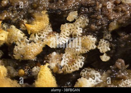Plumeau jaune pseudo-capillaire (Hemitrichia clavata) Banque D'Images