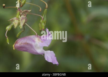 Balsamine de l'Himalaya (Impatiens glandulifera) Banque D'Images
