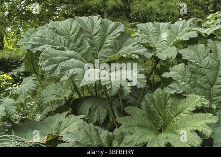 Gunnera manicata MAMMUTBLATT (haloragacées) (gunnera manicata (haloragaceae) Banque D'Images