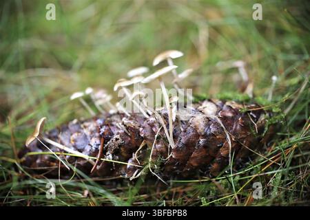 Champignon du cône de l'épinette (Baeospora myosura) Banque D'Images