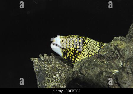 Moraie à taches étoilées (Echidna nebulosa) Banque D'Images