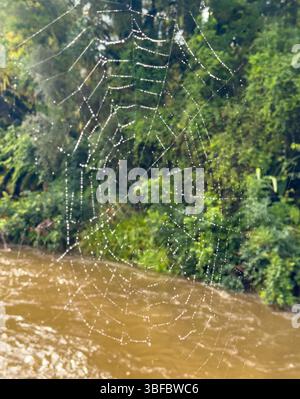 Une toile d'araignée recouverte de gouttelettes de rosée avec la forêt verte et le ruisseau sur fond Banque D'Images