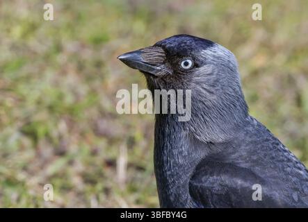 Jackdaw - portrait (Corvus, monedula) Banque D'Images