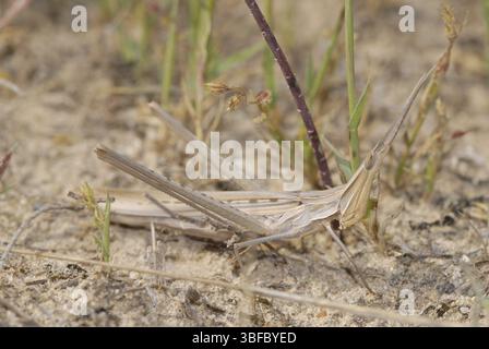 Sauterelle au nez (Acrida ungarica) Banque D'Images