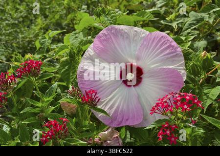 Guimauve Hibiscus Kopper King (Hibiscus) Banque D'Images