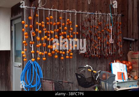 Fruit japonais 'kaki' (kaki) suspendu pour sécher en automne et adouci en 'hoshigaki' (kaki séché) vu à côté d'une résidence à Hagi, au Japon. Banque D'Images