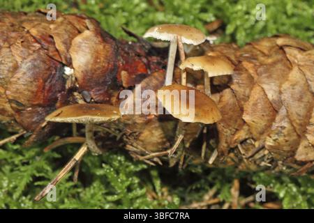 Carpe queue de souris (Baeospora myosura) Banque D'Images