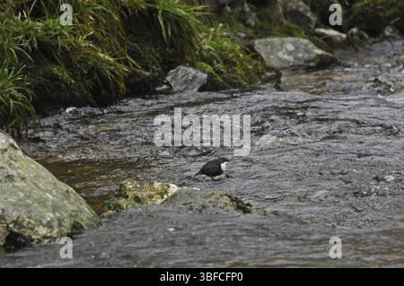 White-throated Dipper (Cinclus cinclus) Banque D'Images