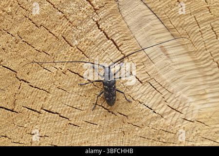 Bélier à longue corne (Monochamus sutor) Banque D'Images