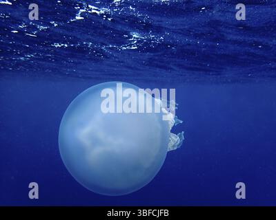 Méduses pulmonaires (Rhizostoma pulmo) Banque D'Images