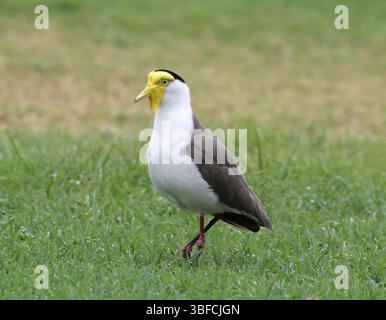 Oiseau griffonné masqué marchant à travers l'herbe verte Banque D'Images