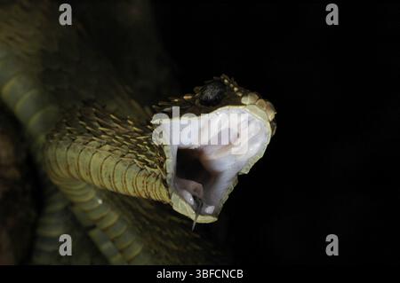 Vipère de Bush (Atheris hispida) Banque D'Images