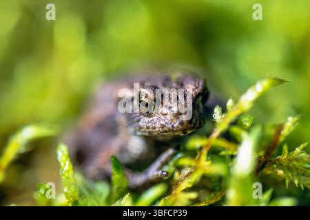 Crapaud en gros plan sur la mousse verte et le soleil Banque D'Images