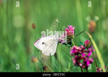 Grand papillon blanc sur une fleur de trèfle rouge dans un pré d'été Banque D'Images