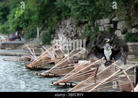 Un radeau de pêche cormoran sur la rivière Li, Guilin, Chine. Les oiseaux sont utilisés dans une technique de pêche traditionnelle chinoise. Banque D'Images