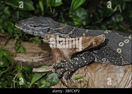 Lézard moniteur orné de bijoux (Varanus ornatus) Banque D'Images