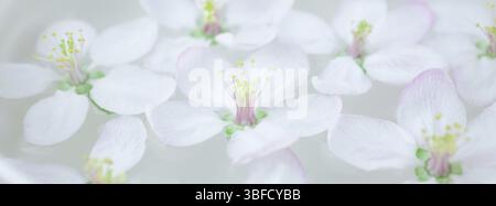 Close up of white spring blossoming apple tree flowers floating in aroma bol d'eau. Concept de Spa et de bien-être. Bannière longue et large Banque D'Images