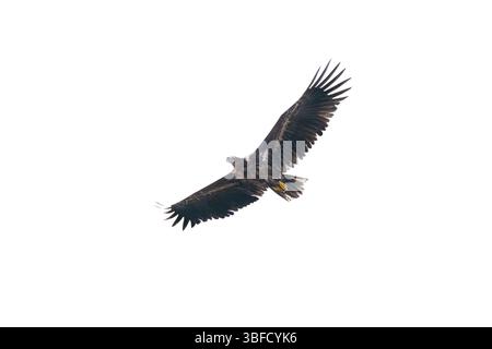 Vol d'aigle à queue blanche isolé sur fond blanc Banque D'Images