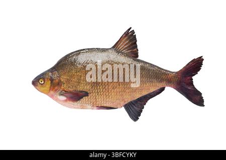 big bream isolé sur fond blanc Banque D'Images