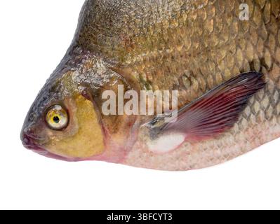 big bream isolé sur fond blanc Banque D'Images