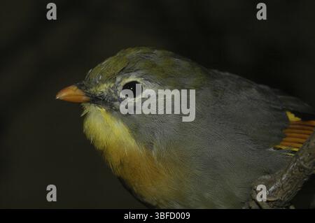 Sunbird, Nightingale chinois (Leiothrix lutea) Banque D'Images