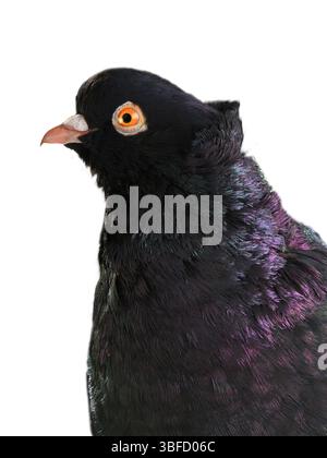 portrait pigeon noir isolé sur fond blanc Banque D'Images