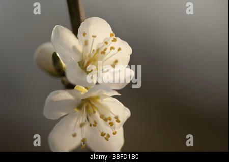 Fleur de prune Mirabelle (Prunus domestica syriaca) Banque D'Images