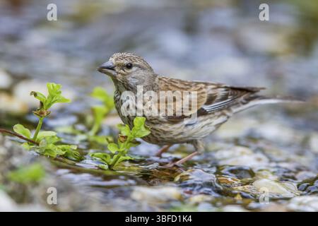 Linnet commun - consommation féminine (Carduelis cannabina) Banque D'Images