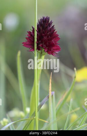 Orchidée vanille chou autrichien (Nigritella nigra subsp. autrichiaca) Banque D'Images
