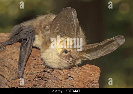 Chauve-souris grise à oreilles longues (Plecotus austriacus) Banque D'Images