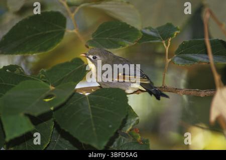 Sunbird, Nightingale chinois (Leiothrix lutea) Banque D'Images