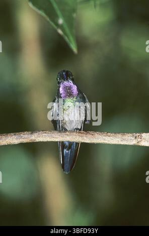 Nymphe mâle à gorge violette (Lampornis calolaema) Banque D'Images