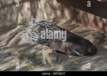 Porc-épic (Hystrix cristata) Banque D'Images