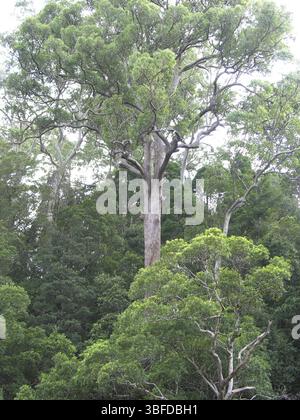 Près de Ellenborough Falls, Australie, Océanie Banque D'Images