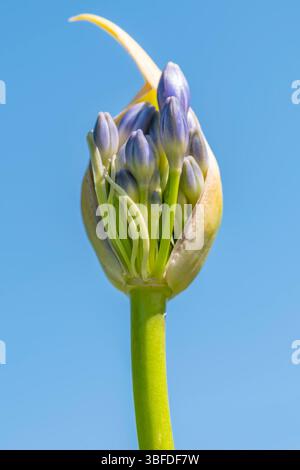Vue rapprochée d'une fleur d'Agapanthus sur le point de fleurir au printemps, contre un ciel bleu Banque D'Images