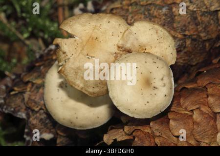 Carpe queue de souris (Baeospora myosura) Banque D'Images