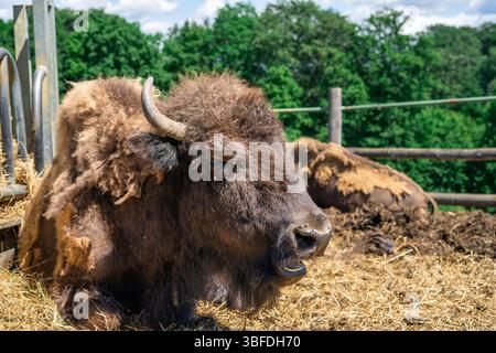 Vue d'un bison américain massif couché et mâchant du foin sur fond de forêt verte Banque D'Images