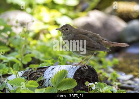 Muguet - se trouve sur un tronc de bouleau (Luscinia luscinia) Banque D'Images