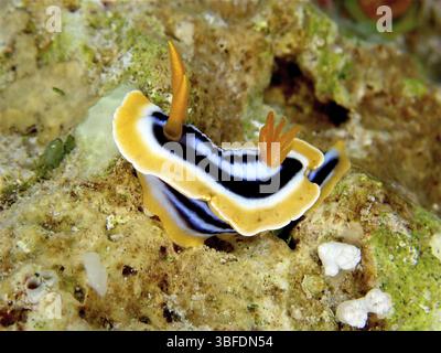 Escargot étoilé africain (Chromodoris africana) Banque D'Images