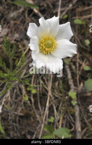 Anémone pulsatille des Alpes (Pulsatilla alpina) Banque D'Images