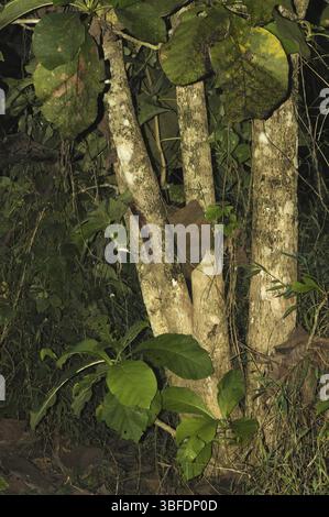 Teck (Tectona grandis) Banque D'Images